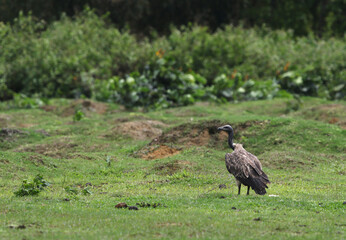 Slender-billed Vulture, Gyps tenuirostris
