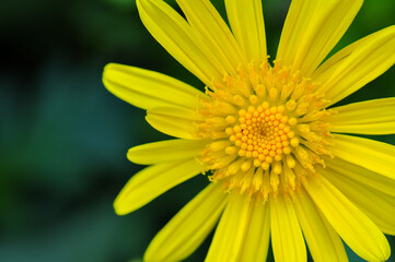 A close-up of a yellow chrysanthemum (Argyranthemum frutescens)
