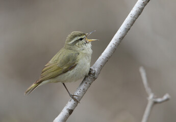 Tytler's Leaf Warbler, Phylloscopus tytleri