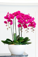 Close up beautiful orchid flowers decorated indoor.