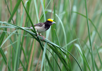 Black-breasted Weaver, Ploceus benghalensis
