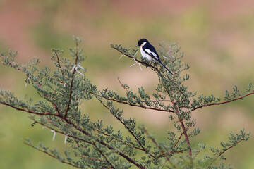 White-bellied Minivet, Pericrocotus erythropygius