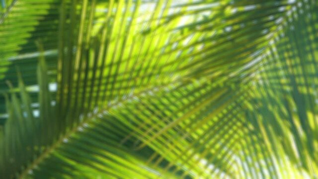 Blurred of Tropical coconut palm leaf swaying in the wind with sun light, Summer background.