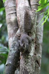 Whitish Dwarf Squirrel, Prosciurillus leucomus