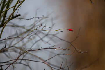autumn winter walk by the lake
