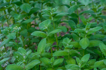 Mint surface. Young mint in the garden. Home growing concept. Natural food concept. 