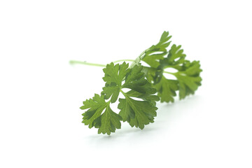 Fototapeta premium Closeup of organic parsley leaf on white background