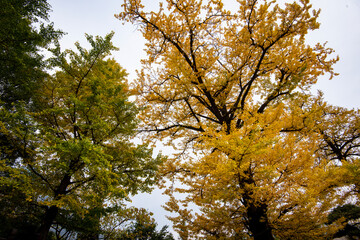 Obraz premium tourist traveling in autumn yellow leaf forest at Wudang Mountain, China.