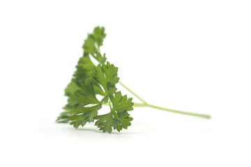 Fototapeta premium Closeup of organic parsley leaf on white background