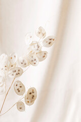 Dry lunaria on a pastel beige background. dry seed pods of lunaria with seeds visible. Floral minimal home interior boho style. Lunaria annua, moonwort. Selective focus