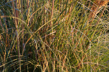 pampas grass in morning sunlight