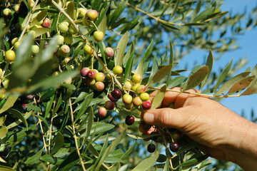Showing olives in a branch.