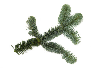 Fir tree branch on white