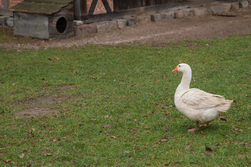 various rural animals in nature