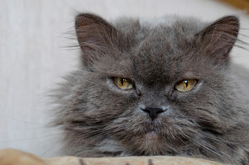 Portrait of a gray fluffy cat with big yellow eyes.