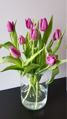 Fototapeta na wymiar Pink purple tulips from Holland