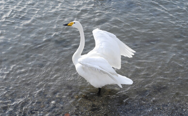 Fototapeta na wymiar A wild white swan is standing in the water flicking its wings by the sea