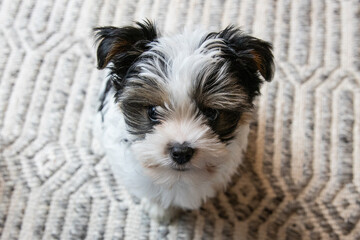 Biewer Yorkshire Terrier Dog puppy in black and white sitting looking up seen from above