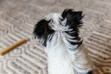 Biewer Yorkshire Terrier Dog puppy in black and white sitting looking at stick seen from the back