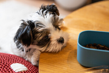 Biewer Yorkshire Terrier Dog puppy in black and white with his head on the table