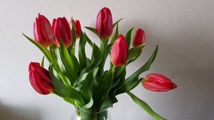 Close up of bright red tulips from Holland

