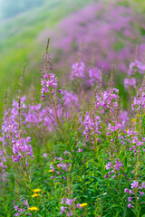 Mountain Flowers, Néouvielle Nature Reserve, Vallée d'Aure, L'Occitanie, Hautes-Pyrénées, France, Europe