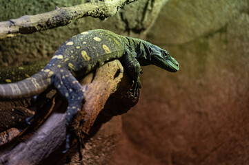 Papuan monitor lizard or crocodile monitor (Varanus salvadorii) native to new guinea perched on a tree in its terrarium