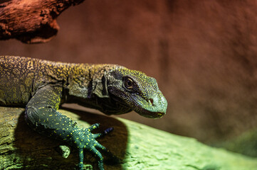 Papuan monitor lizard or crocodile monitor (Varanus salvadorii) native to new guinea perched on a tree in its terrarium