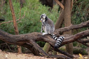 Ring-tailed lemur sitting on a tree trunk while eating an apple