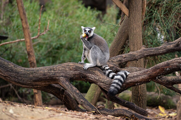 Ring-tailed lemur sitting on a tree trunk while eating an apple looking at camera