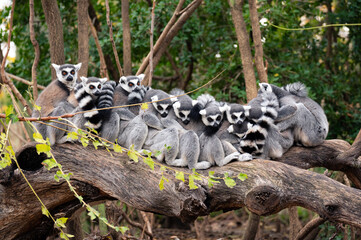 Group of ring-tailed lemurs sitting and hugging on a tree trunk