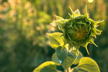 Beautiful sunflower at sunset in the field.
