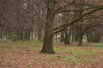 various rural animals in nature