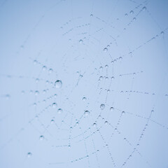 Spider web, spider, Néouvielle Nature Reserve, Vallée d'Aure, L'Occitanie, Hautes-Pyrénées, France, Europe