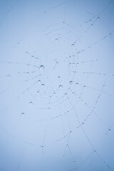 Spider web, spider, Néouvielle Nature Reserve, Vallée d'Aure, L'Occitanie, Hautes-Pyrénées, France, Europe