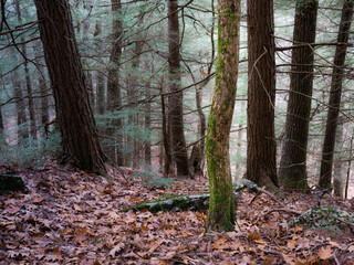 A small bendy tree that stuck out in the autumn New England landscape in the forest.