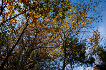 Amazing autumn landscape at Wudang Mountain.