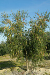 Obraz premium Olives in a branch of young tree.