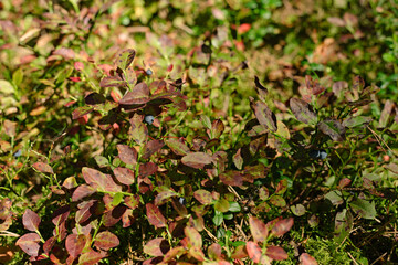 Blueberries grow in the forest on a sunny day