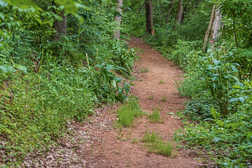 Hiking trail between greenery in the heavy brush and trees