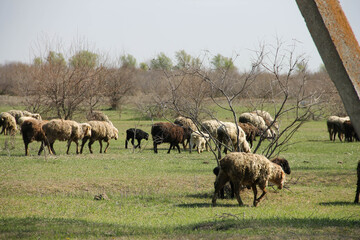 flock of sheep grazing in the meadow in summer