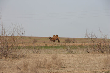 camel walks in the steppe in the summer meadow