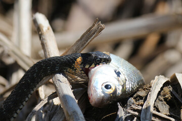 The snake already has fish on the river