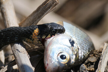 The snake already has fish on the river