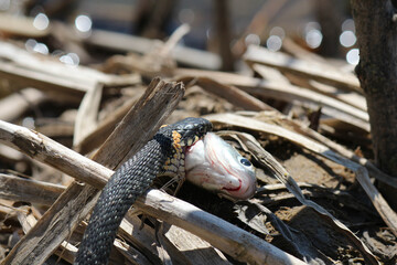 The snake already has fish on the river