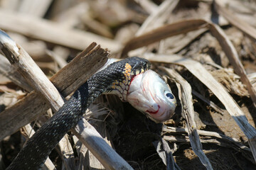The snake already has fish on the river