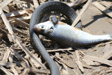 The snake already has fish on the river