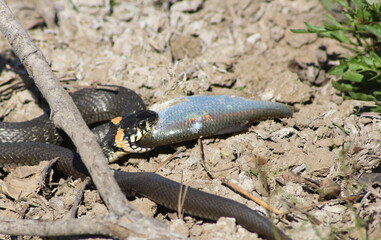 The snake already has fish on the river