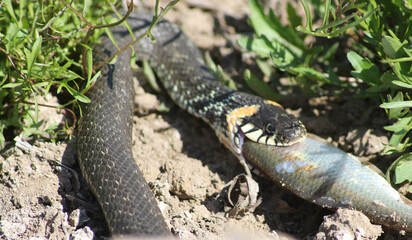The snake already has fish on the river