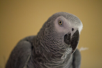 Obraz premium Grey parrot sitting on his cage